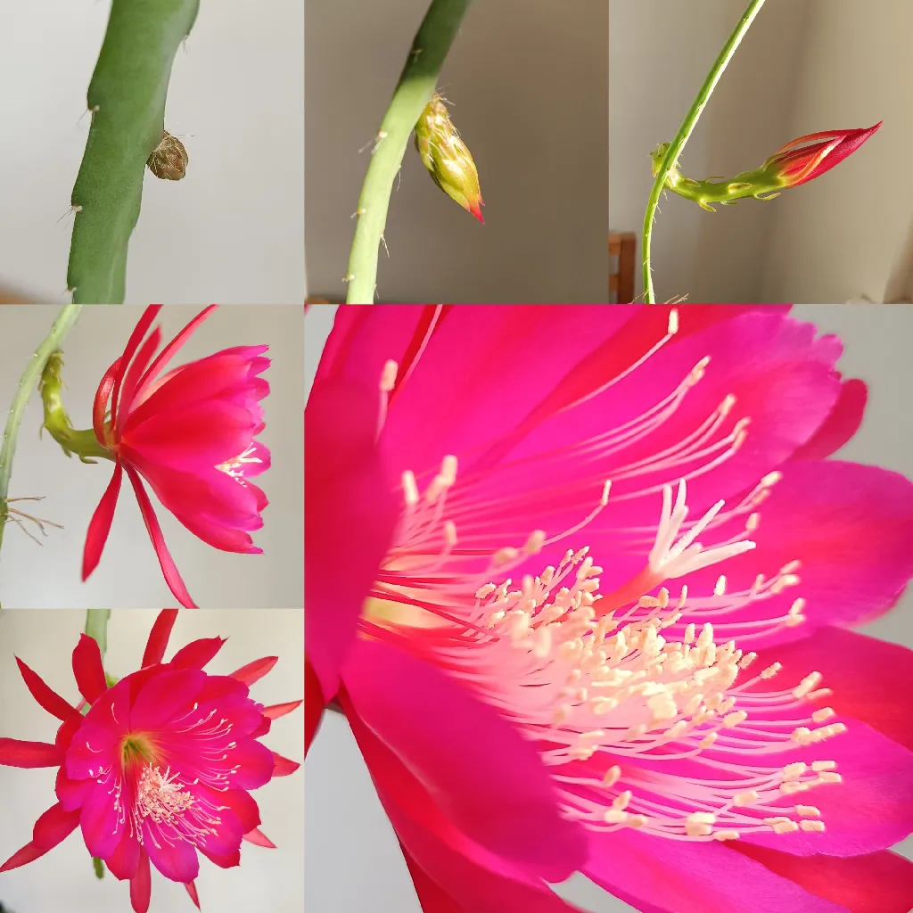 Flower of Epiphyllum &#39;Dante&#39;