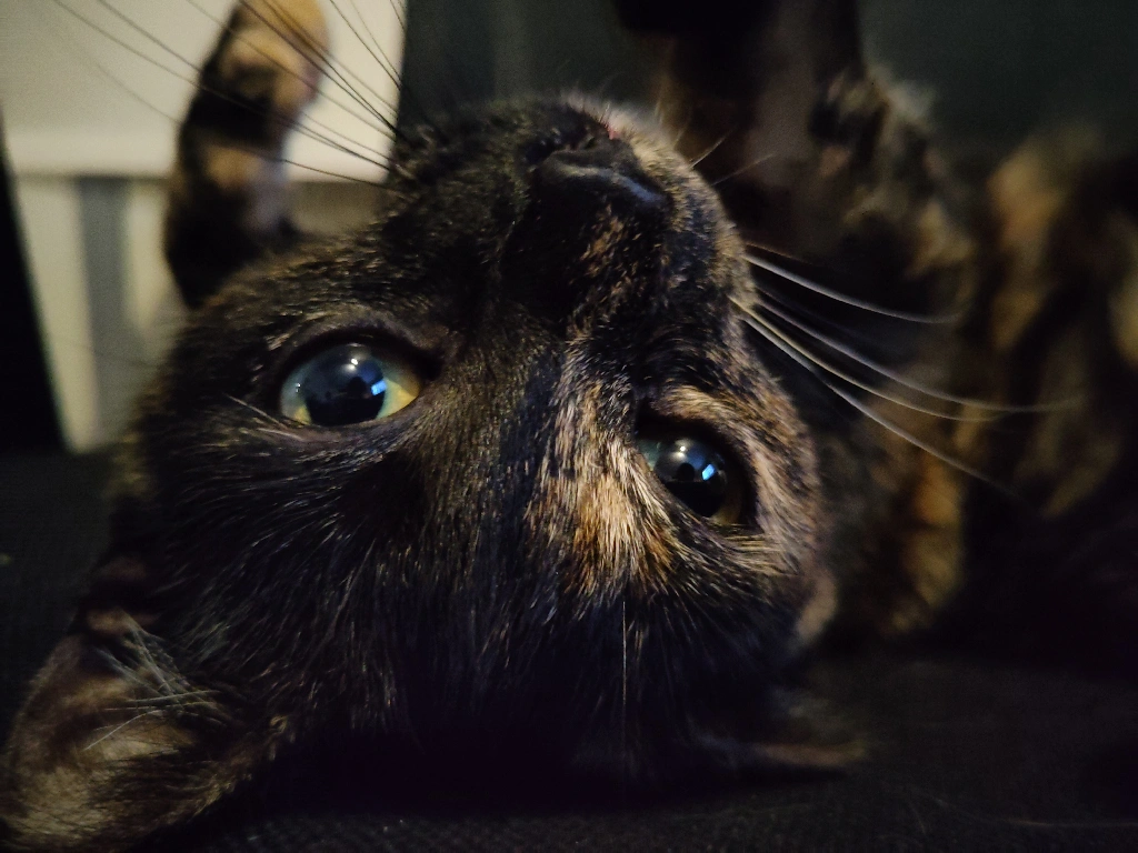 Kami the kitty!