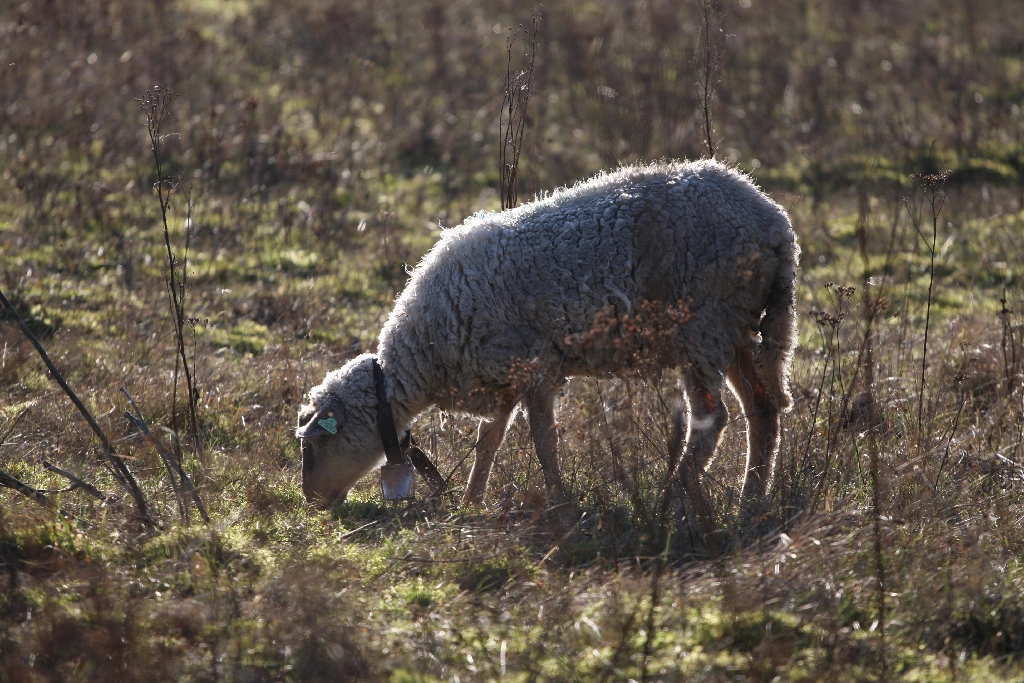 Sheep with a bell doing sheep things