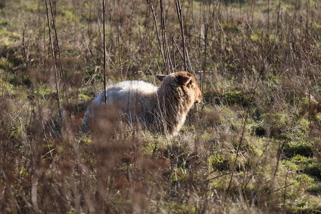 Sheep lying in the grass enjoying some sunshine