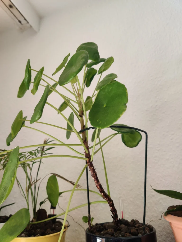Wider image of the whole ufo plant. You can see that the leafs curling up are in the back.