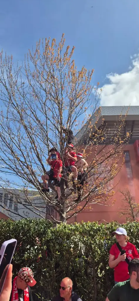 In the trees