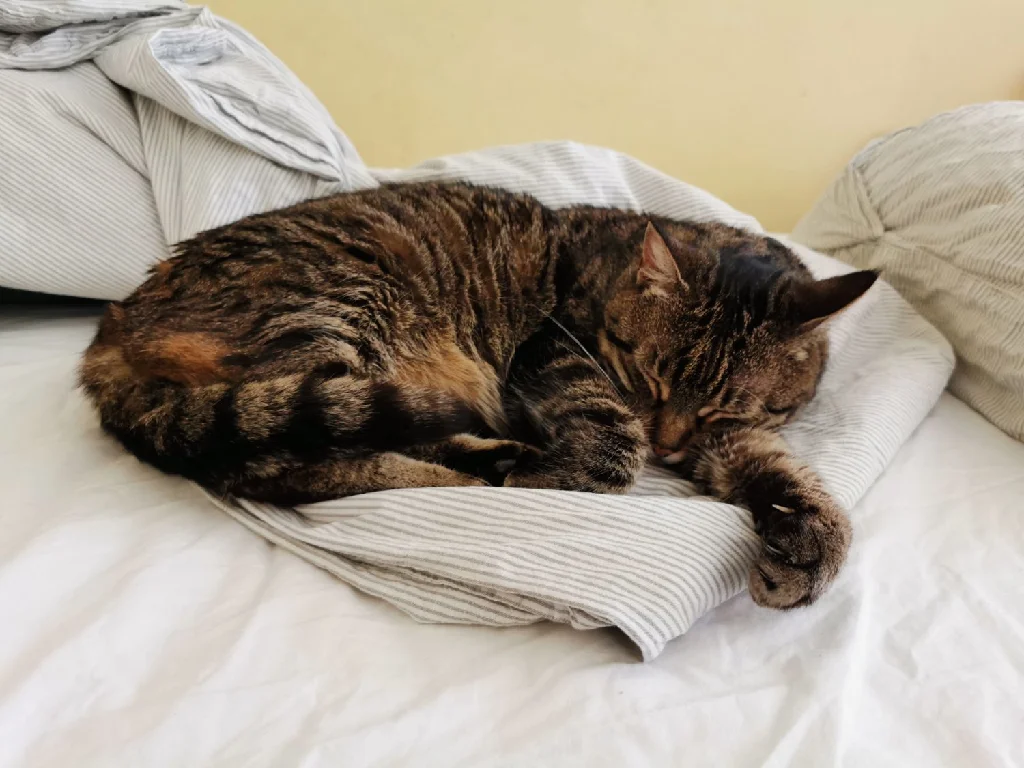 a cat sleeping on a bed