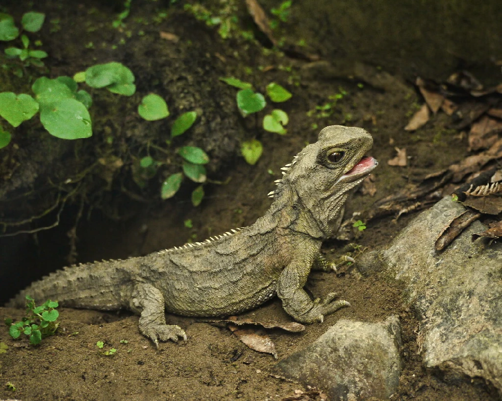 not-a-lizard.jpeg