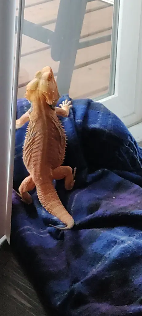 An orange bearded dragon on a blue, flannel blanket