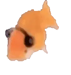 gif peixe de fone dançando