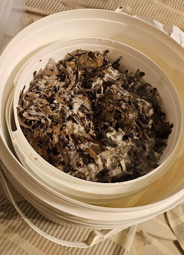 White 3 gallon bucket full of wet cardboard shred and over taken by blue oyster mushroom mycelium