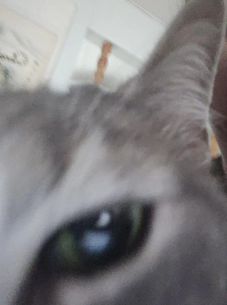 A cat staring into the camera lens