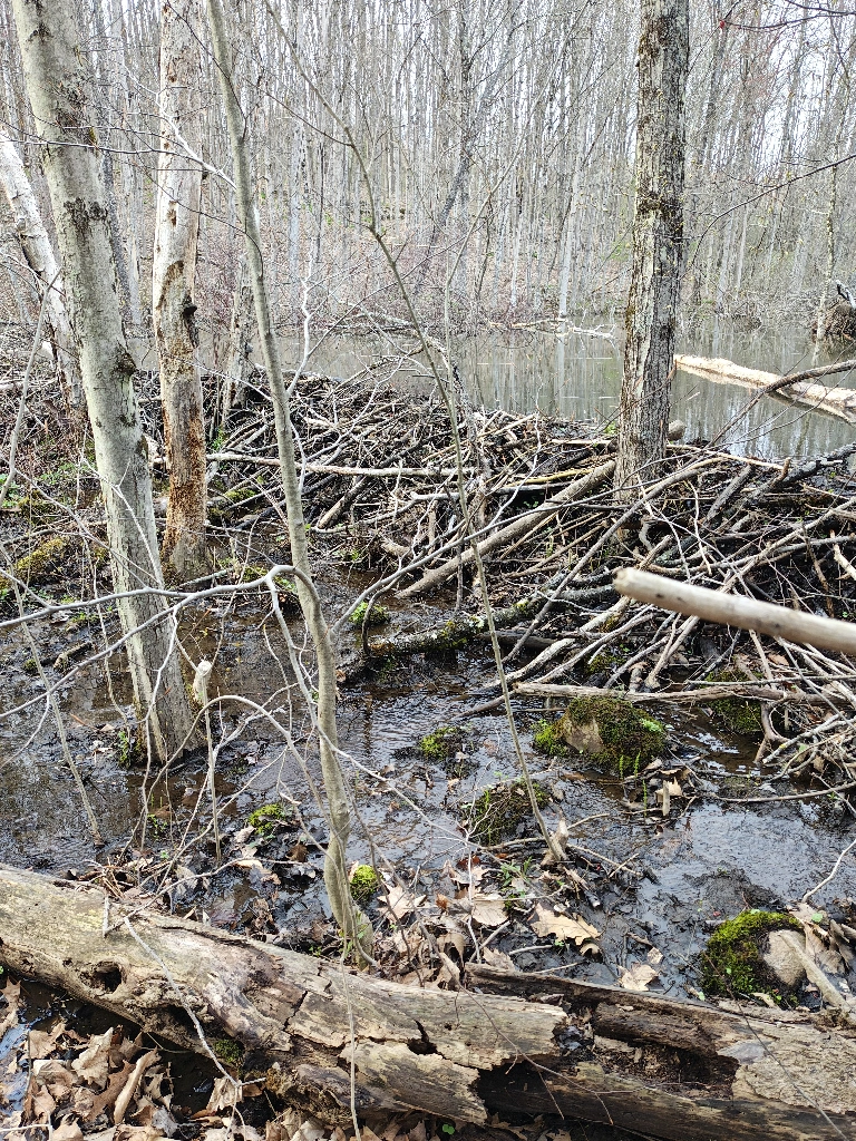 Photo of a newly built beaver damn, made of many small branches, truly a feat of animal engineering 