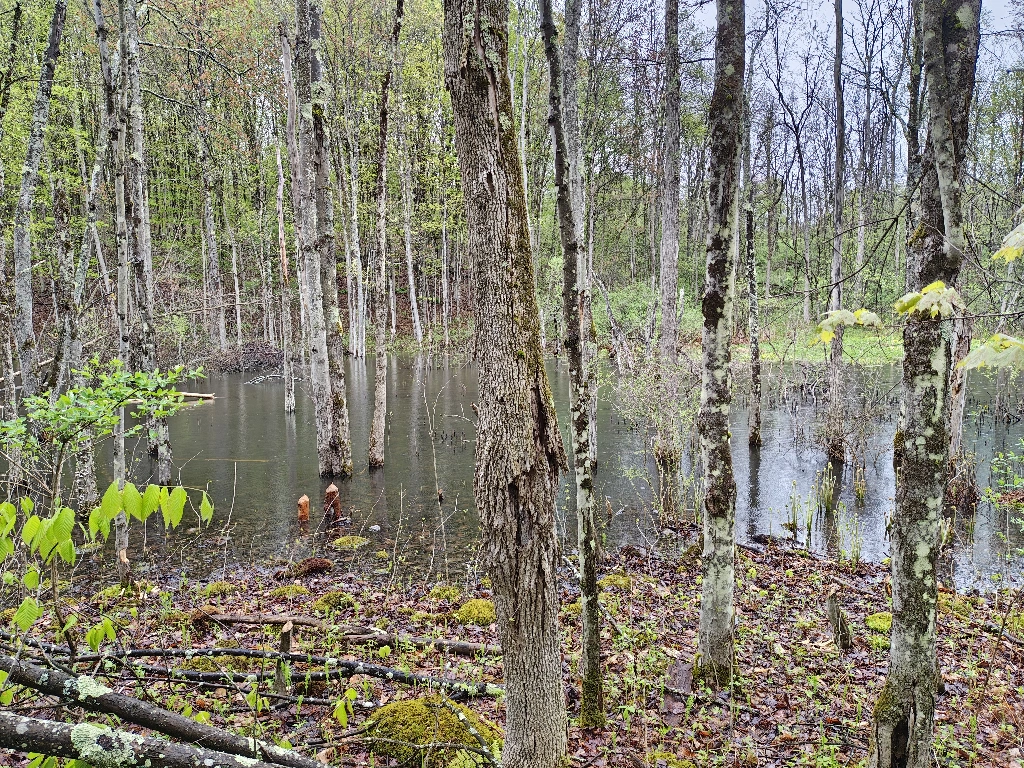 View of a newly formed pond, with nearly knee-deep standing water and clear borders where the beavers have put in hard work