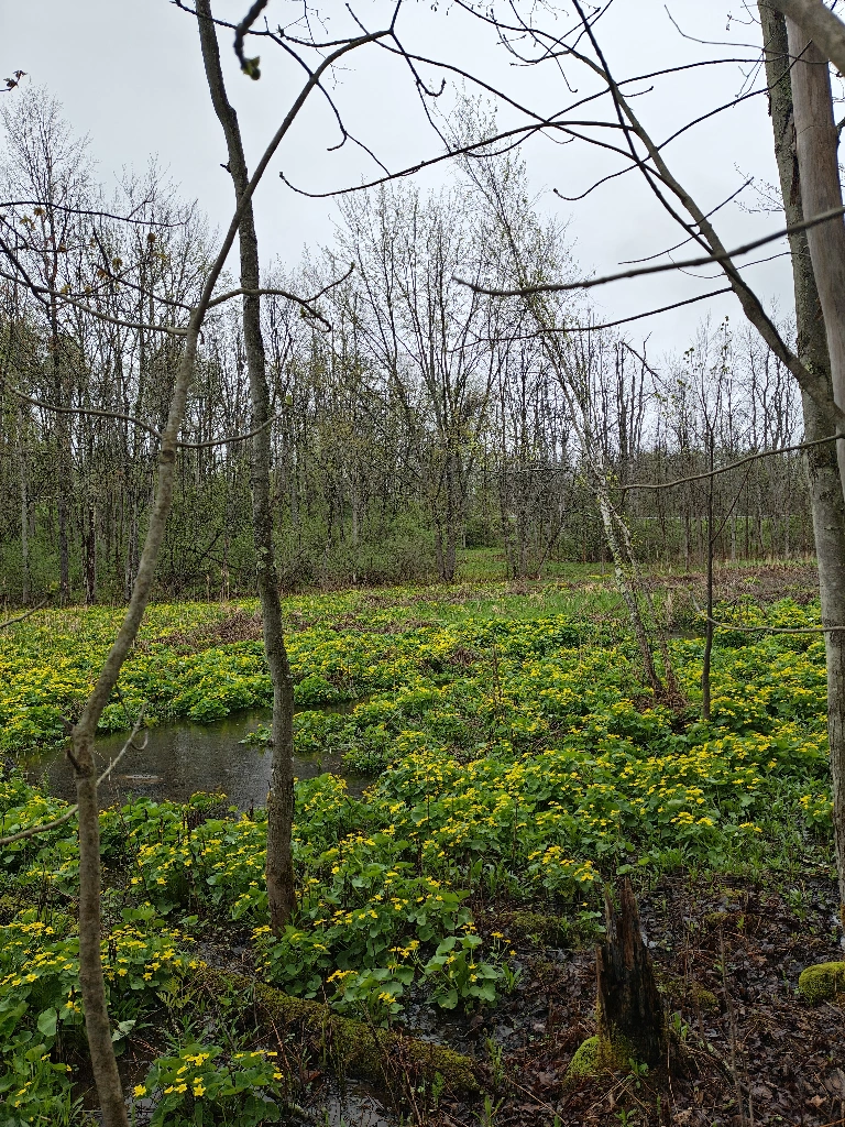 Beautiful wetlands that are slowly developing into a beaver pond. Sections of standing water punctuated by big bushy plants with bright yellow flowers 
