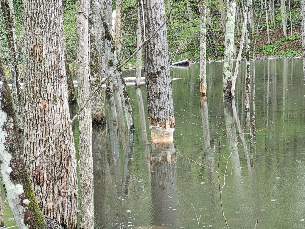A thick tree with ambitious beaver gnaw marks all around the base. Not quite deep enough to fell the tree, but they&#39;ll get through it eventually 