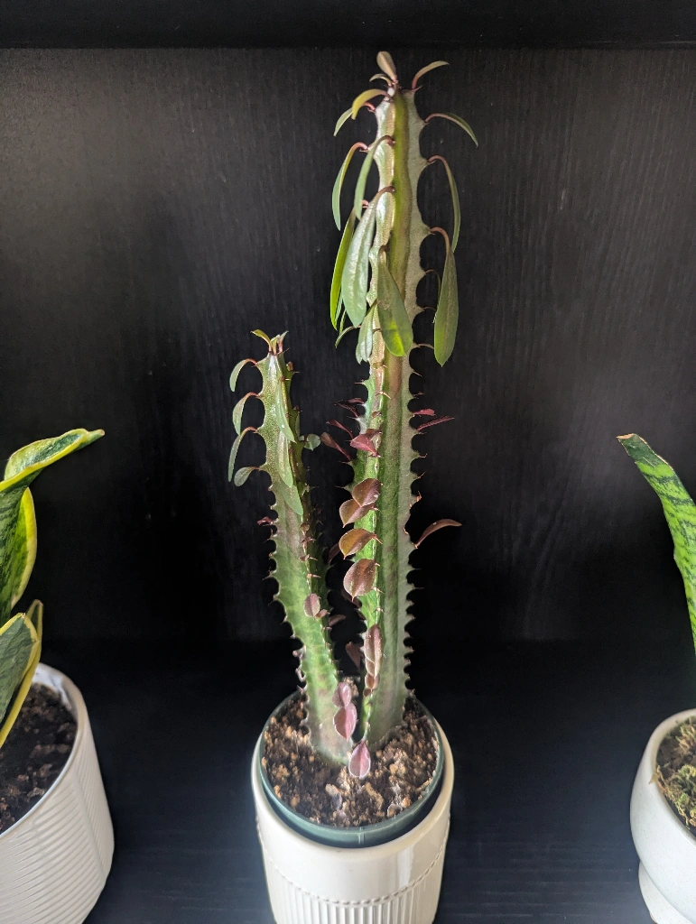 euphorbia