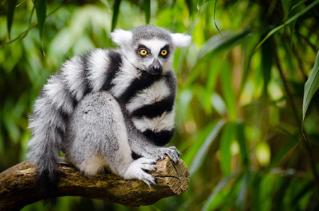 lemur