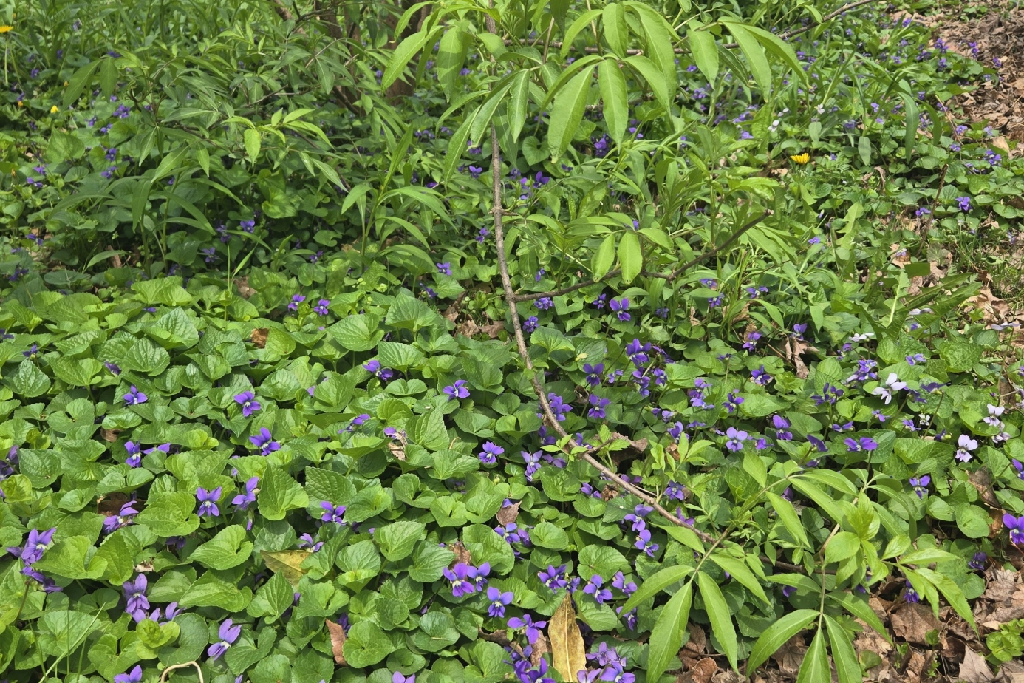 Violet groundcover under an elderberry shrub