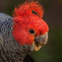 Canberra