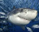 Sharks, Rays and family
