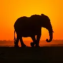Tierwelt