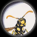 feldwespe