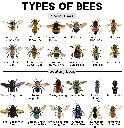 Bees UK