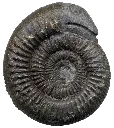 Fossils