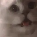 aFairlyLargeCat [he/him]
