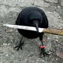 corvidenjoyer [she/her]
