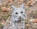 Lynx