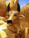 Golden Cow