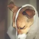 Abaixo de Cão