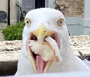 Gullfriends