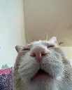 Catposting