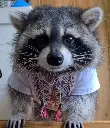 Trash Panda