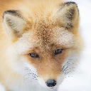 Foxes