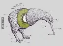 NZ Off topic