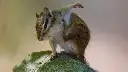 tinsukE