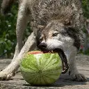 Wolfeh