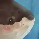 FishFins