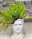 Fern
