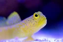 Aquariums and Fish Keeping