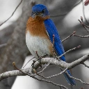 kiwifoxtrot