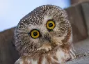 Superbowl