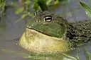 Large Bullfrog