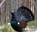 Soviet Pigeon
