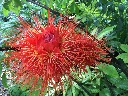 Tropical Ornamental Plants