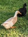 Turducken