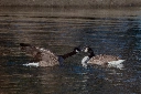 North American Bird ID and Education