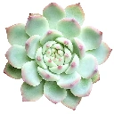 Succulents