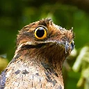 potoo22