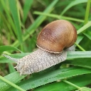 Snails